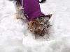 Lola's first snow-snow4.jpg