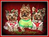 Happy Holidays from Max, Teeka & Tatiana!-img_9328happy-holidays-yt.jpg