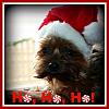 Happy Holidays from Max, Teeka & Tatiana!-img_9370ho-ho-yt.jpg