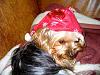 Is it Christmas yet?-scamp-christmas.jpg