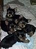 Puppy pile-katiepups121013-001.jpg