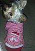 Lacey in her Christmas PJs.-laceystripes.jpg