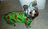 Lacey in her Christmas PJs.-laceypjs2.jpg