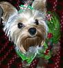 Lacey in her Christmas PJs.-laceypjs1.jpg