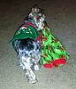 Lacey in her Christmas PJs.-laceypjs3.jpg