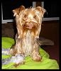 Oscar says " Enough with pics already "-dsc00012.jpg