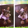 My yorkie-image.jpg