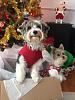 Merry Christmas from Gus Gus and Shelby-4e692be3-e945-43be-a46b-725dec97d0d6_zpsq6x5qelv.jpg