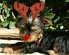 Mork Wants To Wish You A Very Morky Christmas-morkie.jpg