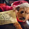 photos of my sweet Yorkie boy! we need your help!-img_20131225_132536.jpg