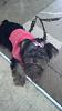 Lola in her new sweater and bow on Christmas morning!-1387985986783.jpg