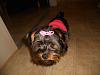 Lola in her new sweater and bow on Christmas morning!-dscn9995.jpg