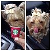 Somebody loves Starbucks!-image.jpeg