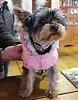 Newbie with pic of my yorkie Bella-image.jpg