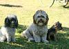 Mork, Oreo, and Gizmo-three-puppies.jpg