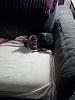 Sleepy Pippin-cam00241-150x200-.jpg