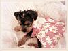 Athena's First Dress-nina-1stdress-framed-1.jpg