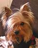 I would love to see everyone's cutest pics of there yorkiesxx-imag2610-01.jpg