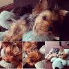 I would love to see everyone's cutest pics of there yorkiesxx-f33ab29681f411e38dde12fe07d4610c_8.jpg