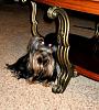I would love to see everyone's cutest pics of there yorkiesxx-img_0136-2-.jpg