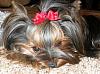 I would love to see everyone's cutest pics of there yorkiesxx-img_0038.jpg