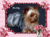 I would love to see everyone's cutest pics of there yorkiesxx-myphoto-8-.gif