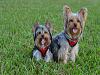 Share pics of Your "Hot Mess" Yorkies.-dtm_2886222.jpg