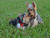 Share pics of Your "Hot Mess" Yorkies.-dtm_2900222.jpg