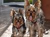 Share pics of Your "Hot Mess" Yorkies.-dtm_287422.jpg