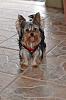 Share pics of Your "Hot Mess" Yorkies.-dtm_2876222.jpg