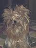 Share pics of Your "Hot Mess" Yorkies.-bedhead.jpg
