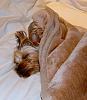 Crystal takes a nap!-golden-slumbers-email.jpg