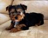 New yorkie mom here:)-image.jpg