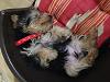 Share pics of Your "Hot Mess" Yorkies.-ava2.jpg