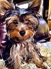 Share pics of Your "Hot Mess" Yorkies.-image.jpg