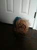 Share pics of Your "Hot Mess" Yorkies.-messye2.jpg