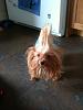 Share pics of Your "Hot Mess" Yorkies.-messye.jpg