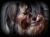 Share pics of Your "Hot Mess" Yorkies.-031211-163.jpg