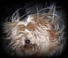 Share pics of Your "Hot Mess" Yorkies.-100_3086.jpg
