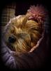 Share pics of Your "Hot Mess" Yorkies.-photo-9-.jpg