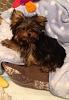 Share pics of Your "Hot Mess" Yorkies.-image.jpg