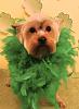 Bella's St. Pats photoshoot at groomer's.-bella-st.-pats.jpg