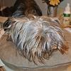 Share pics of Your "Hot Mess" Yorkies.-image_zps87dd2912.jpg