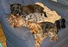 Share pics of Your "Hot Mess" Yorkies.-wp_20140119_19_49_56_pro-550x378-.jpg