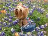 Texas Bluebonnet pics-2014-04-02-10.41.10-resize-3.jpg