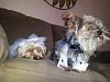 Daisy and Taz (Miniature Yorkie's)-d-t2.jpg