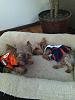 Daisy and Taz (Miniature Yorkie's)-d-t-bronco.jpg