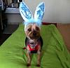 Easter Bunny has nothing on Charlie-bunnyface.jpg