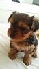meet Bella!-20140419_110251-picsay.jpg