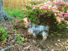 Springtime pics-piperunderazalea-350.gif